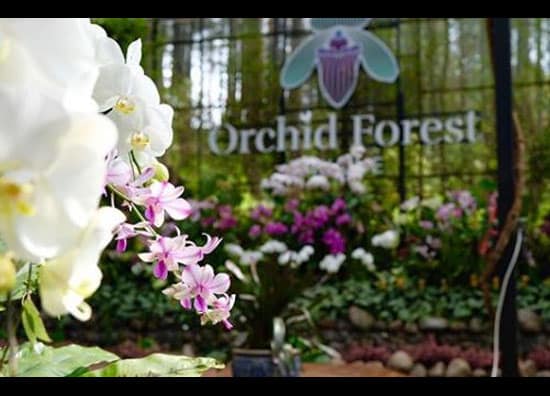 orchid forest